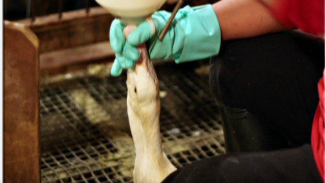 Foie gras